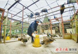 汇龙镇近江村孔雀饲养